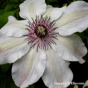 Clematis_Otto_Froebel