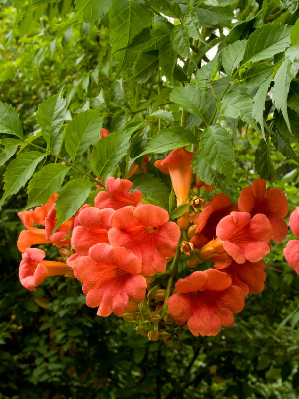 The flamboyant flowering of Campsis radicans made it obvious to the first English colonists in Virginia. Consequently the plant quickly made its way to England early in the 17th century.